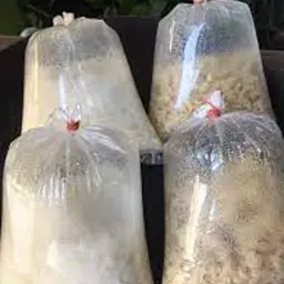 ข้าวเปล่า