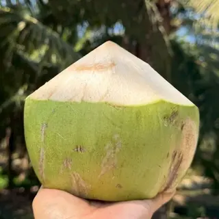 Aromatic Coconut | มะพร้าวน้ำหอมบ้านแพ้ว (ลูก)
