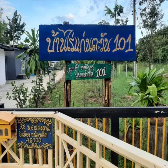 ชาแก่นตะวัน by บ้านไร่แก่นตะวัน